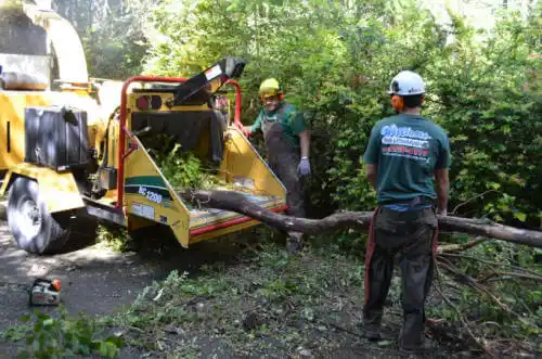 tree services Denver